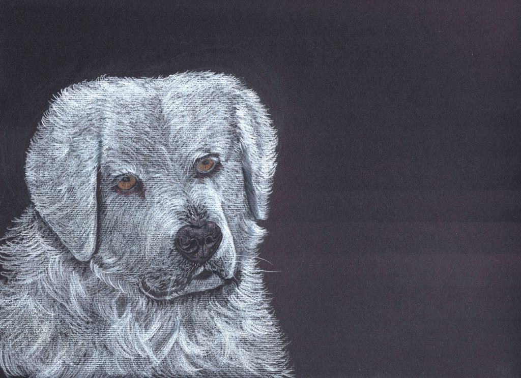 Matite colorate - Cane